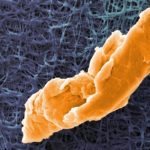 Microplastic particle about 40 µm in size under the scanning electron microscope (colored). Image: Martin Pivokonský / The Czech Academy of Sciences / Empa