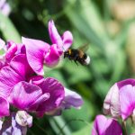 A bumble bee on a flower
