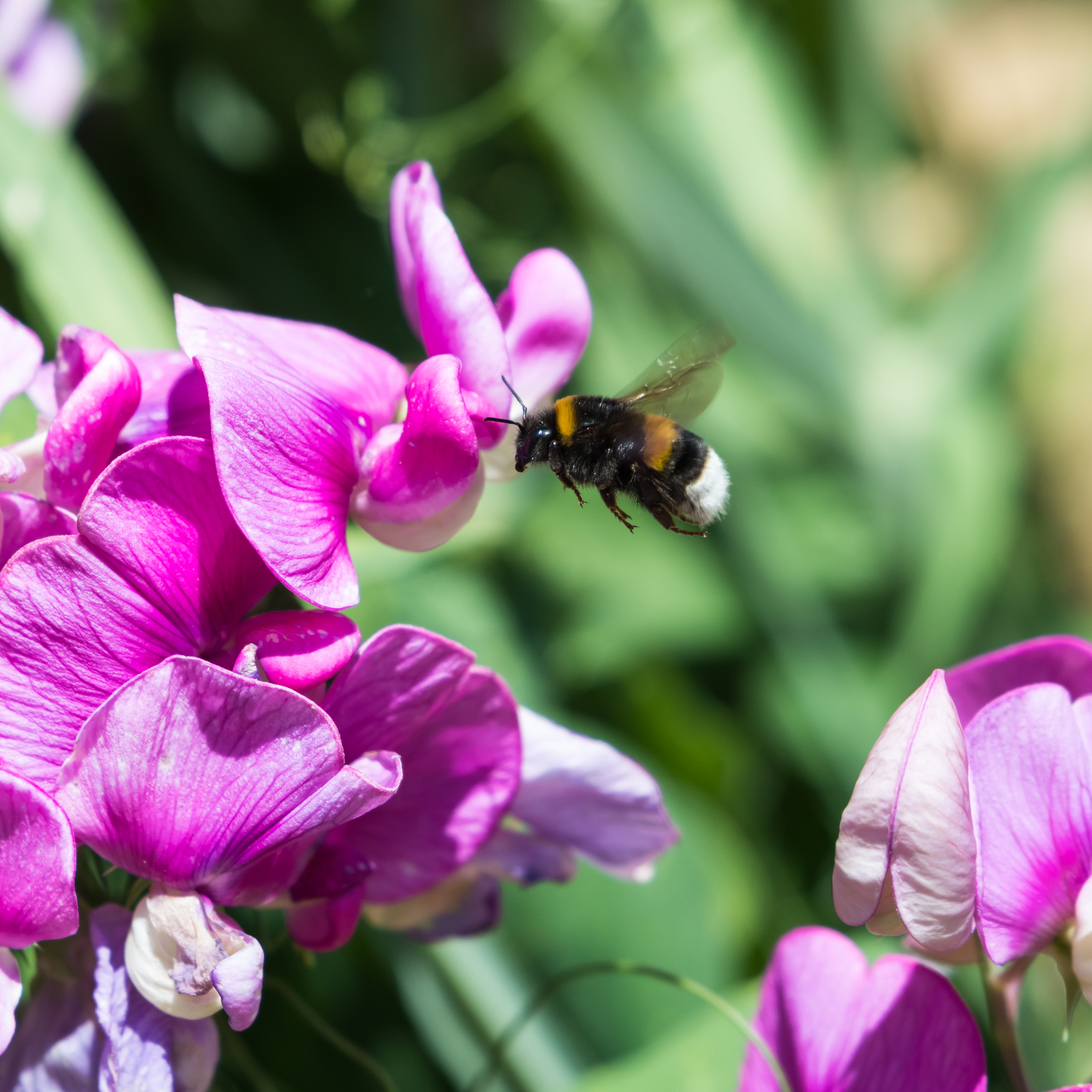 Bumble bees solve a problem they were never taught, surprising scientists